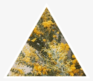 Aesthetic Yellow Nature Triangle Flowers Plants Gr - Png Aesthetic Nature Transparent