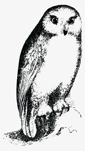 Free Clipart Of A Resting Owl - Bird