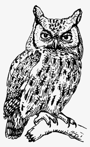 Drawing Of Screech Owl - Brown Owl Samsung Galaxy S7 Case