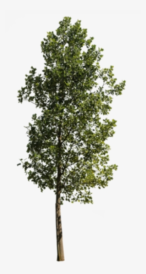 Liriodendron Tulipifera Iii - Magazine