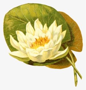 Hand Painted Green Leaves Against White Lotus Transparent - Medicinal Plants