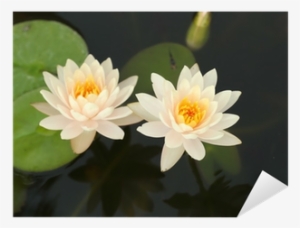 Pond