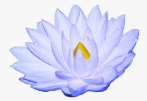 White Lotus Oil Is Used To Prepare For A Meditative - Sacred Lotus