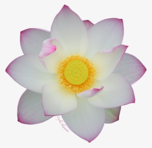 Bleed Area May Not Be Visible - No Background Lotus