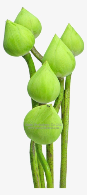 Lotus Flower White - Aquatic Plant