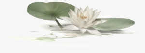 White Lotus Transparent On Lotus Pond - Озеро Клипарт На Прозрачном Фоне