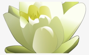 Lily White Lotus Free Vector Graphic On Pixabay - Lily Pad Flower Png