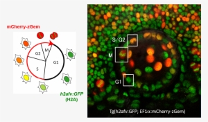 Green Fluorescent Protein