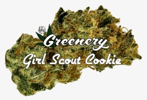Girl Scout Cookie - Moss