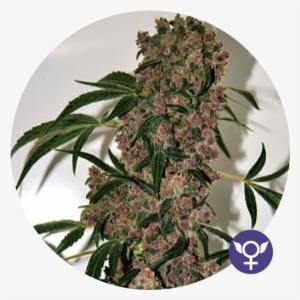 Girl Scout Cookies Xtrm Feminised Seeds - Blimburn Seeds Girl Scout Cookies