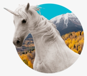 Hot Shoe Henry - Horse