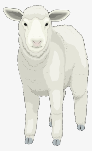 Sheep