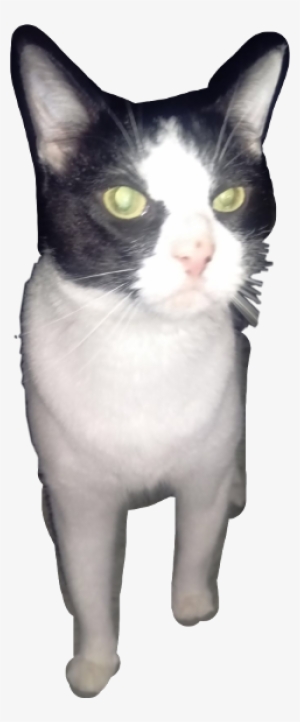 Batman Cat Freetoedit - Cat Yawns