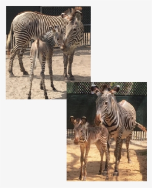 Tags Babies - Disney's Animal Kingdom