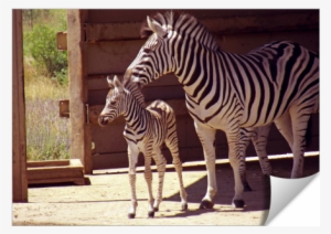 Zebra Mom & Baby - Mother