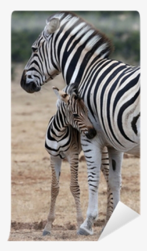Poster: Oaks' Baby Zebra And Mother, 61x41in.