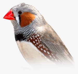 Zebra Finch - Finch Bird