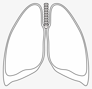 Lungs Clipart - Lungs Clipart Black And White