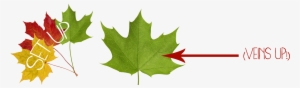 Head Outside And Start Gathering Your Leaves - Maple Leaf