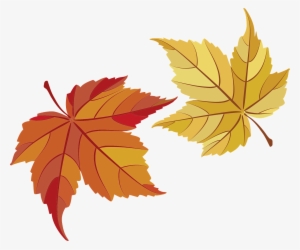 Maple Leaves,maple,leaves,fall Foliage,golden Autumn,autumn,colorful - Hojas De Maple Png