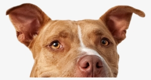 American Pitbull Terrier Png