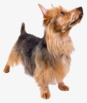 Coffee The Dog By Mona Chung-chao - Haustierbild Für Geburtstagsgrußkarte Karte