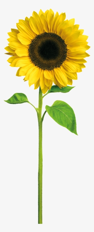 Yellow Sunflower Cartoon Transparent - Sunshine Happy Birthday Daughter In Law