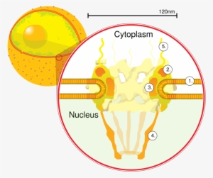 Nuclearpore Crop - Pore Complex On A Nucleus