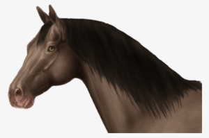 Links To Other Confirmed Single Tiger Eye Horses That - Stallion