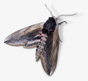 Moth, Night Butterfly, Agrius Convolvuli - Mariposa Noturna Png