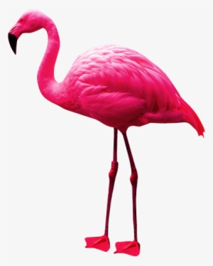 Free Png Flamingo Png Images Transparent - Flamingo Png