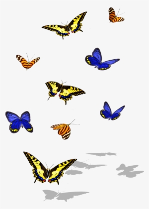 Http - //sharedimages - A - Bpcdn - Net - Papilio Machaon