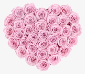 Infinity Heart- Last One Year - Rose Heart Transparent