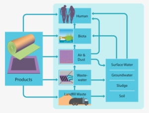 Stain-resistant Pfas On Carpets Enter Our Bodies And - Regulation