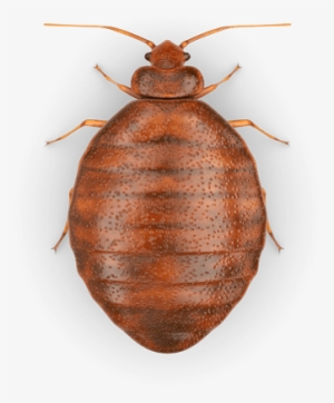 Raid Bed Bug Detector & Trap, 8 Ct