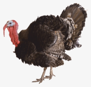 Turkey With No Background
