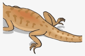 Gecko Free On Dumielauxepices Net - Kangaroo Conservation Center