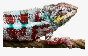 How To Choose A Right Pet Lizard - Chameleons