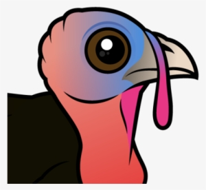 About The Wild Turkey - Domesticated Turkey