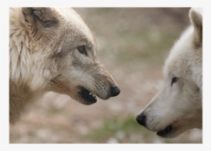 Werewolves: The Wanted Als Ebook Von Angela Beegle