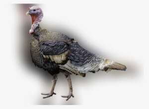 Color Palette Ideas From Domesticated Turkey Wild Galliformes - Turkey Meat