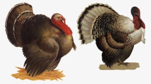 Wild Turkey Png