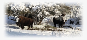 Now Normally, I'm A Ribeye Man But This Was The Best - Bison