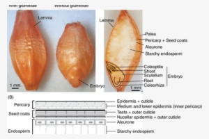 Banner Library Stock Barley Drawing Wheat Seed - Conch