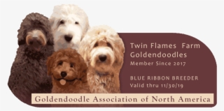 Teddy Bear Goldendoodles - Goldendoodle Vs Labradoodle