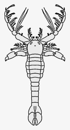 Megalograptus No Background - Megalograptus