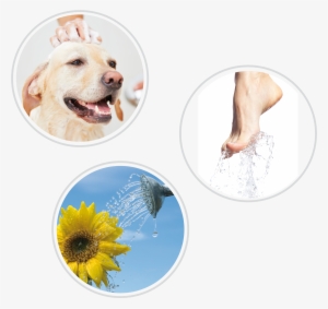 Usos-ducha - Nootie Dermatology Solutions Oatmeal Dog Shampoo With