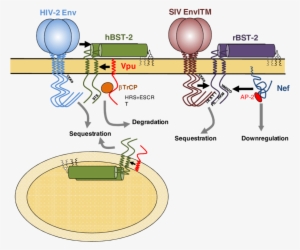 Schematic Representation Of The Mechanisms Employed - Tetherin