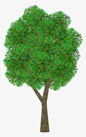 Japanese Beech - Grass