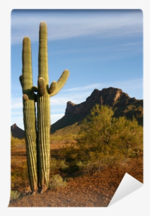 Saguaro Cactus At Pichacho State Park, Az Wall Mural - Arizona